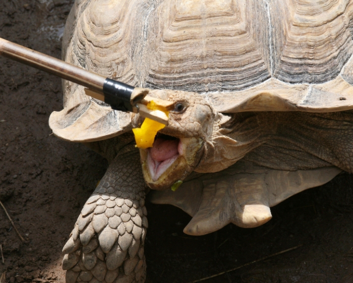 Tortoise Feeding